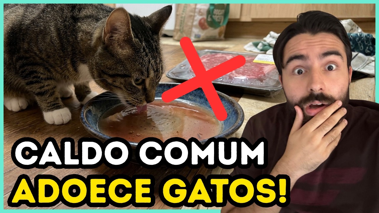 Dar Esse CALDO Para o Seu Gato Vai Deixar Ele MUITO DOENTE!