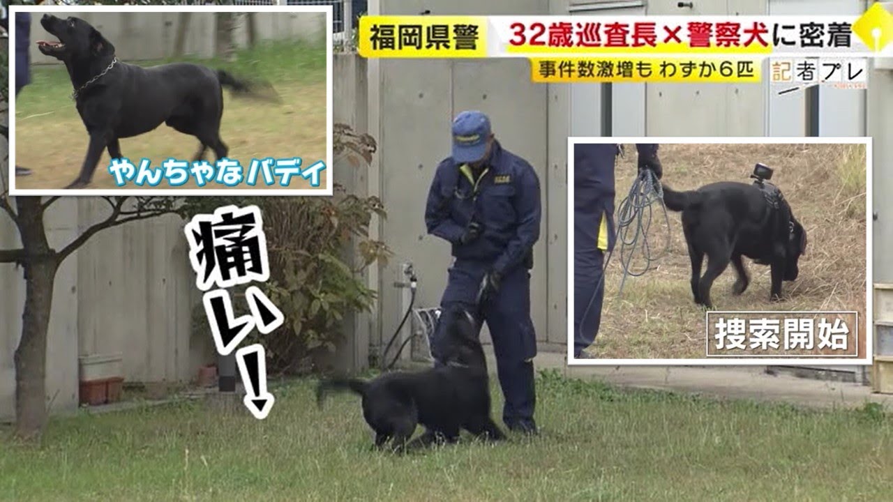 Большие надежды возлагаются на «молодой дуэт» — озорную двухлетнюю полицейскую собаку и 32-летнег...