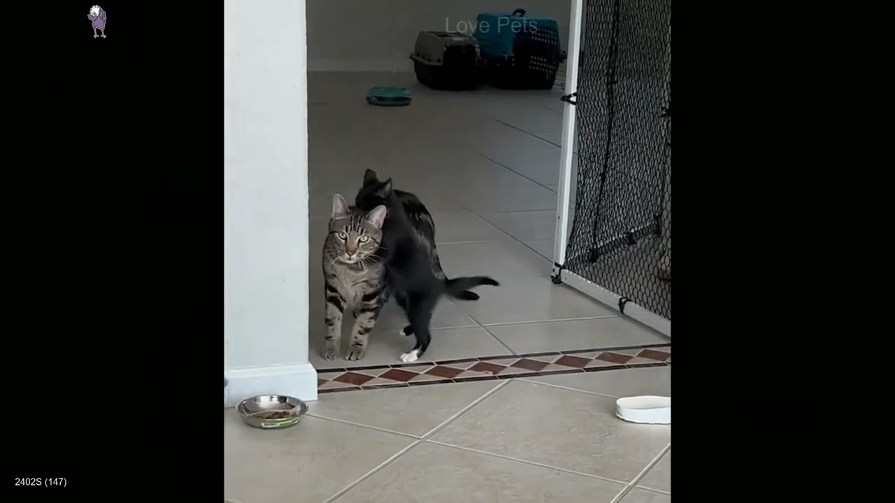 Try Not To Laugh🎠Funniest Cats and Dogs Clips 2026😺🐾 Part 3