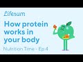 Understanding High-Protein Diets
