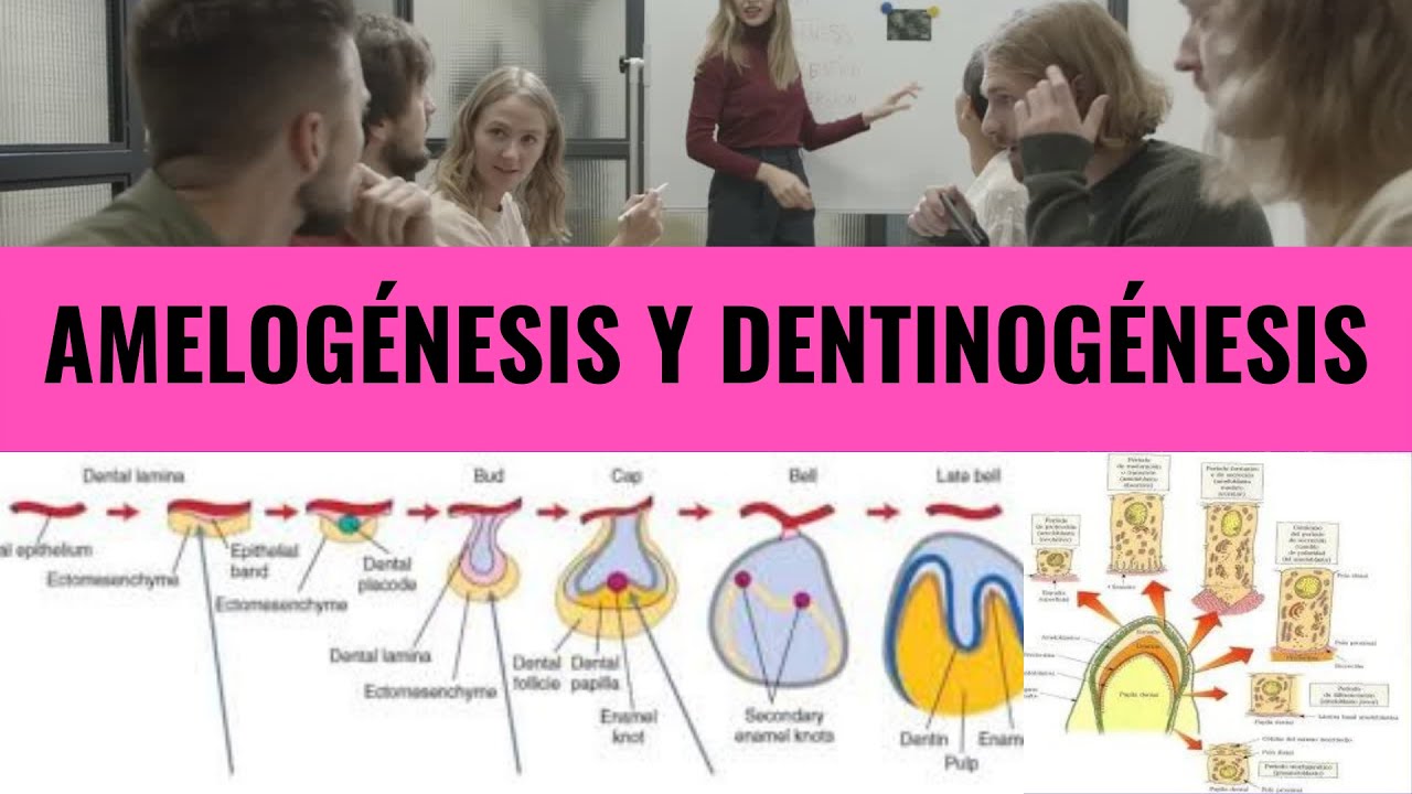 ENAO - AMELOGÉNESIS Y DENTINOGÉNESIS