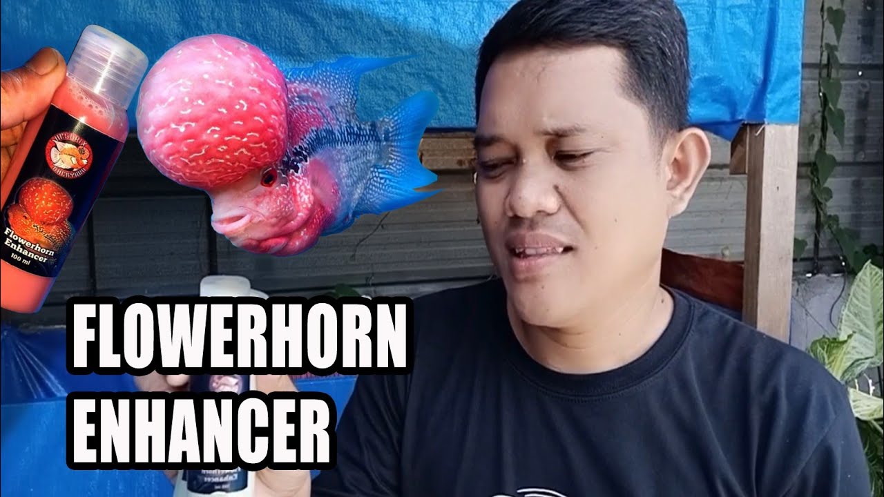 FLOWER HORN ENHANCER BY Hendrix Backyard YouTube