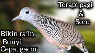 Download Lagu PANCINGAN PERKUTUT LOKAL MERANGSANG BUNYI AGAR CEPAT GQCOR.  MP3