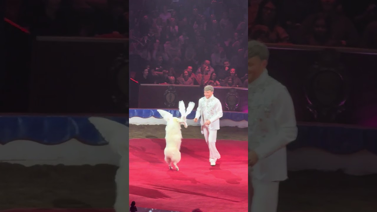 Цирк у Монако 