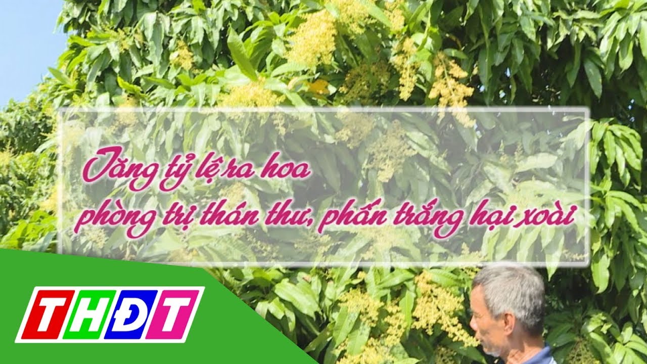 Tăng tỷ lệ ra hoa, phòng trị thán thư, phấn trắng hại xoài (12/11/2019) | Khuyến nông | THDT