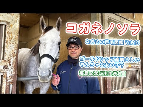 Nagisa's Gray Horse Picture Book] Vol.13 Kogane no Sora (Miho
