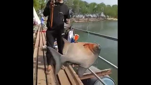 Pha lên cá bạo lực tại hồ 13 mẫu 7 Đức Hòa Long an