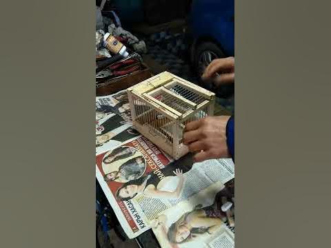 Капан за птици - YouTube
