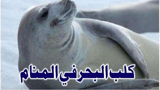 Tafsir Al Ahlam تفسير حلم رؤية كلب البحر في المنام | تفسير الاحلام