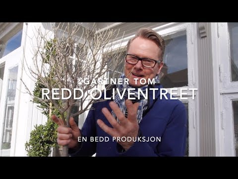 Video: Bougainvillea beskjæringstips – når og hvordan beskjære bougainvilleabusker