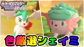 ポケモンBDSP】色厳選かんしゃポケモンシェイミ♡ - YouTube