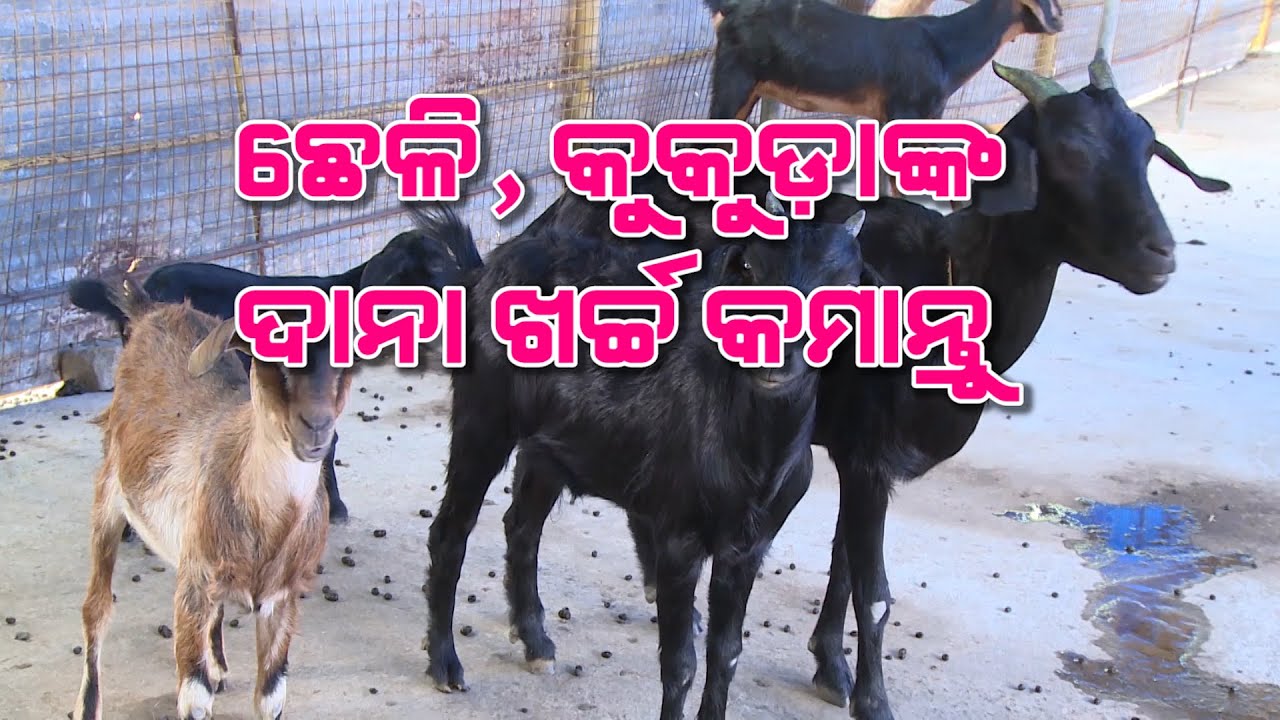 ପନିପରିବା ଚାଷ ସହ ଛେଳି, କୁକୁଡ଼ା ପାଳିବା ଲାଭଜନକ | An inspiring story of integrated farming in Odisha