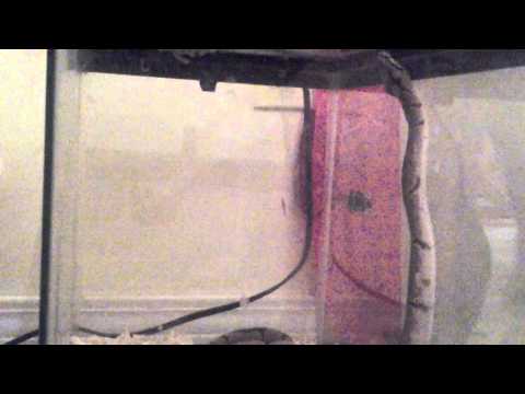Is my ball python sick?