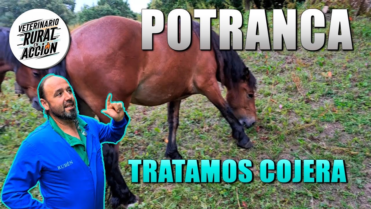 🐴POTRANCA🐴 Le tratamos cojera