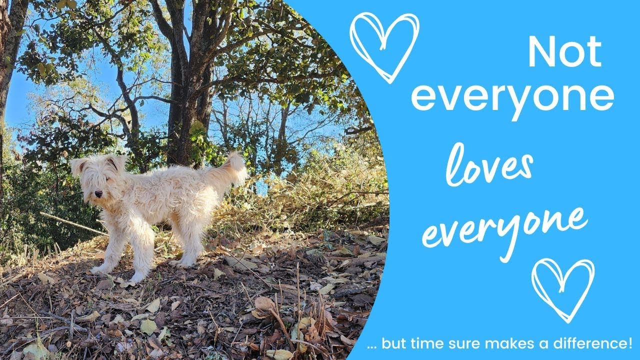 Not every free-roaming dog is friendly all the time and towards every passing dog