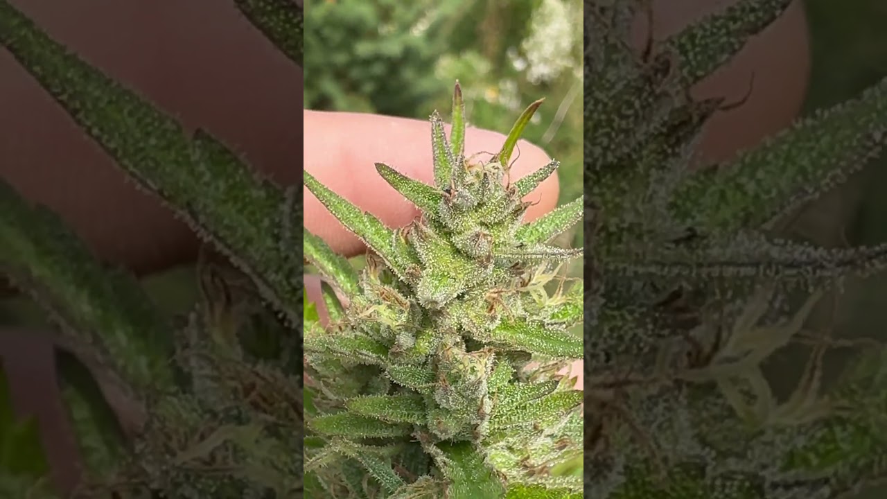 Growing outdoor weed first time close to harvest my gelato plant 