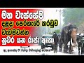 Nedungamuwe Raja Atha goes to Kandy to carry the Tooth Relic in the heavy rain