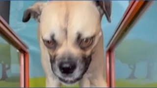 Meet Greg: KVUE's Pet of the Week