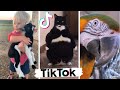 TIK TOK Pets That Will Make You Laugh. Cutest TikTok Animals!