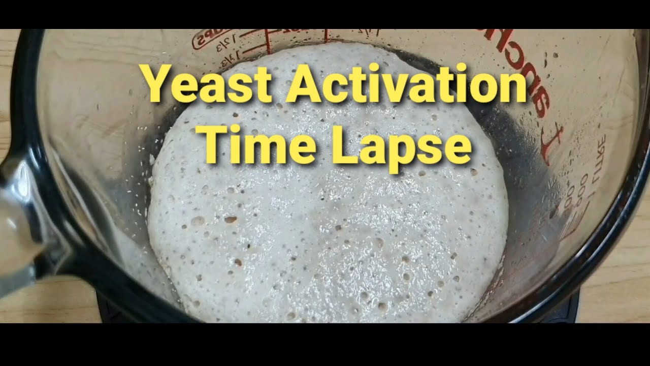 Yeast Activation Time Lapse #yeastgrowth #activatingyeast #timelapse #