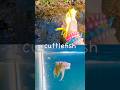 Kids Learn | Sea Animal Names at the Brook: Blue Shark Starfish Dolphin Lobster Cuttlefish