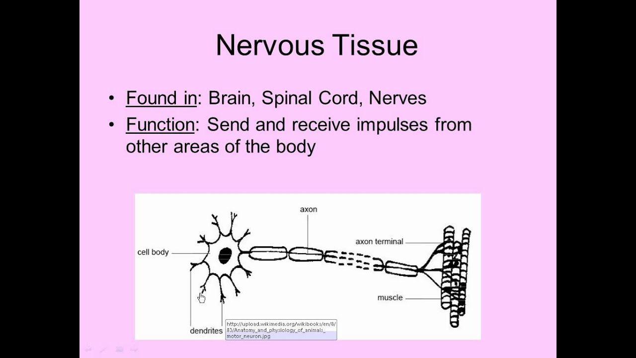 Muscle, Nervous & Tissue Repair - YouTube