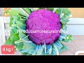 Cavolfiore Gigante 8 kg #shorts