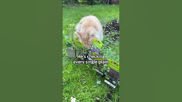 We have a winner 🥇😹 #furryfritz #cat #catnip #valerian #funnycats #kitty