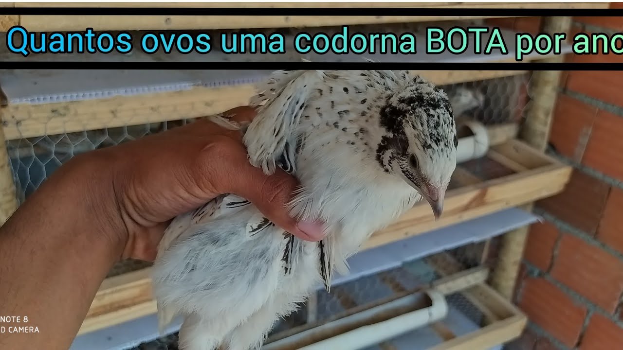 QUANTOS OVOS UMA CODORNA BOTA POR ANO🤔 - YouTube