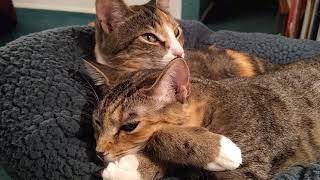 Kitty sisters hug and kiss