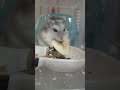 [かわいい]バナナを食べるハムスター