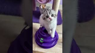 Scottish fold kitten for sale by Wunderfolds Scottish Fold Cats 362 views 11 months ago 1 minute, 3 seconds