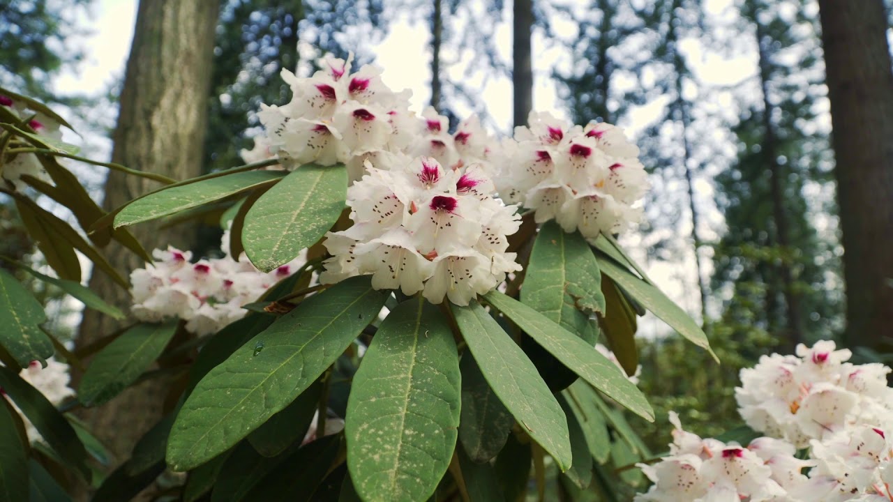 Rhododendron Species Botanical Garden - YouTube