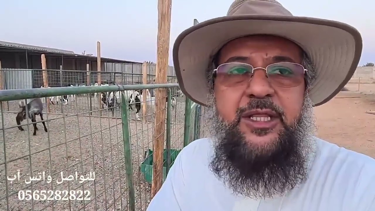 زيارة لمربي الأغنام الأستاذ خالد الغامدي أبوحمزة  0565282822