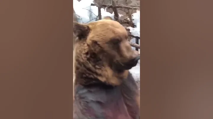 Bear walking past bus😭