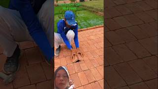 PASANG BATU BATA #shorts #trendingshorts #youtubeshorts