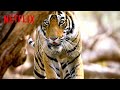 Bengal Tiger On The Hunt Life In Color With David Attenborough Netflix After School