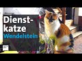 Seit 10 Jahren im Dienst: Katze Wendelstein, die Turmwächterin | BR24