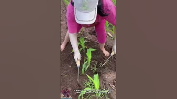 Creative Weeding Tool || Woman farmer removes weeds effortlessly