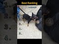 Adorable puppy that will melt your heart  #funny #funnyvideo #dogvideos  #fyp #foryou #dog