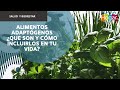 Alimentos adaptógenos: ¿qué son?- HogarTv producido por Juan Gonzalo Angel Restrepo