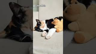 Nerdesin Çipçip Ismini Anarken Yabancı Hisediyorum (Ismi Çipçip)... Resimi