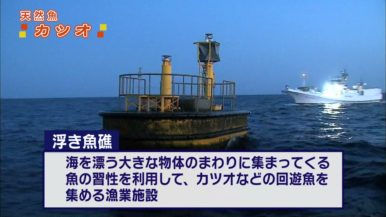 水産王国えひめ魚食普及動画 カツオ Youtube