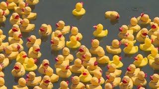 Monday is National Rubber Duck Day!