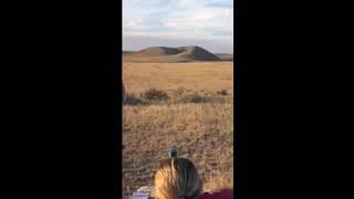 595 yards with Cheyenne 280AI