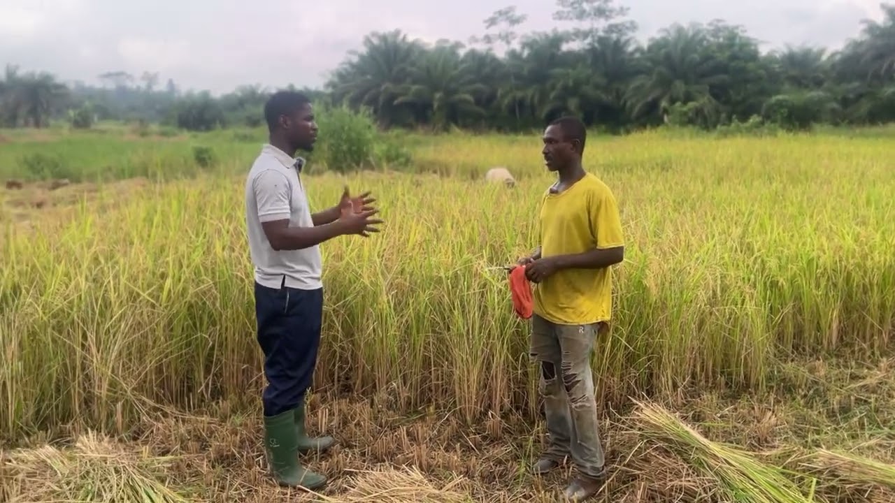 Triple profit earning from rice farming Mr. Antwi story