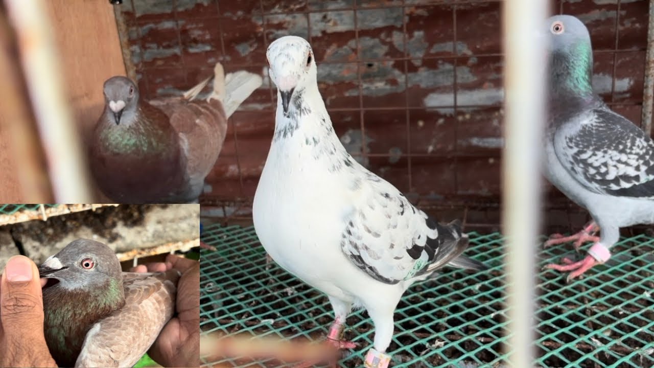 UPDATED AVAILABLE TAIWAN BIRDS MAY OFFCOLOR NA NAMAN🇹🇼🇹🇼🇹🇼