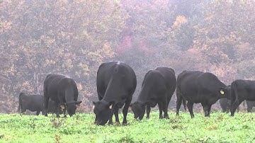 Angus VNR: Developing heifers fills pens, creates supply