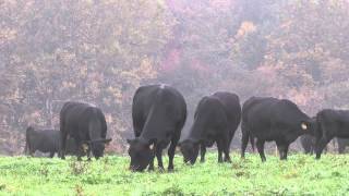 Angus VNR: Developing heifers fills pens, creates supply
