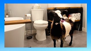 HOW TO HOUSE TRAIN A BABY GOAT ( pee pad trained )